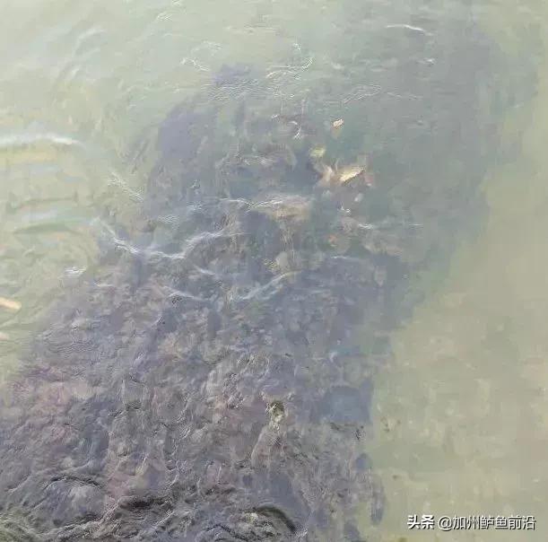 蓝瓜子石斑鱼正常有什么病害,海水养殖石斑鱼常见病害