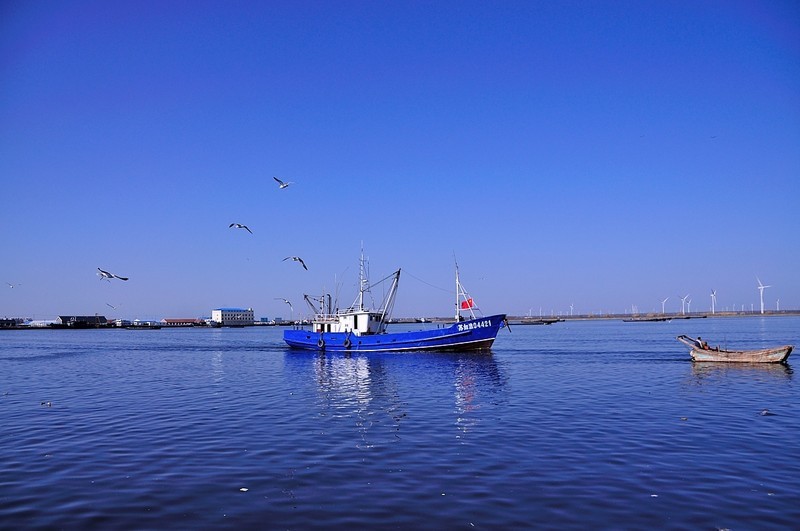 南通梭子蟹特产,江苏南通港梭子蟹