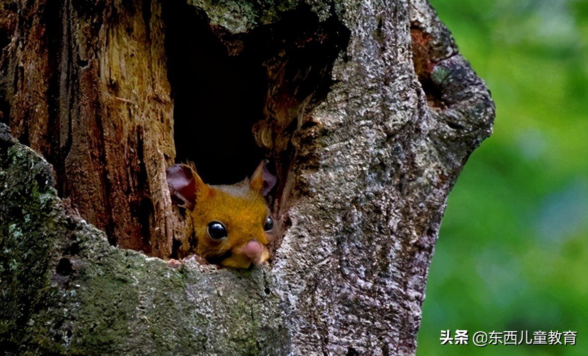 培训班被封杀，语文在家辅导做点啥？这位名师的建议给我很大启发