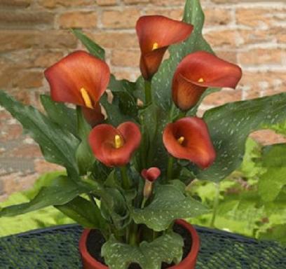 马蹄莲新芽倒伏,盆栽马蹄莲怎么养才开花