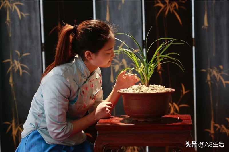 中国兰花名品录,春兰兰花名品大全