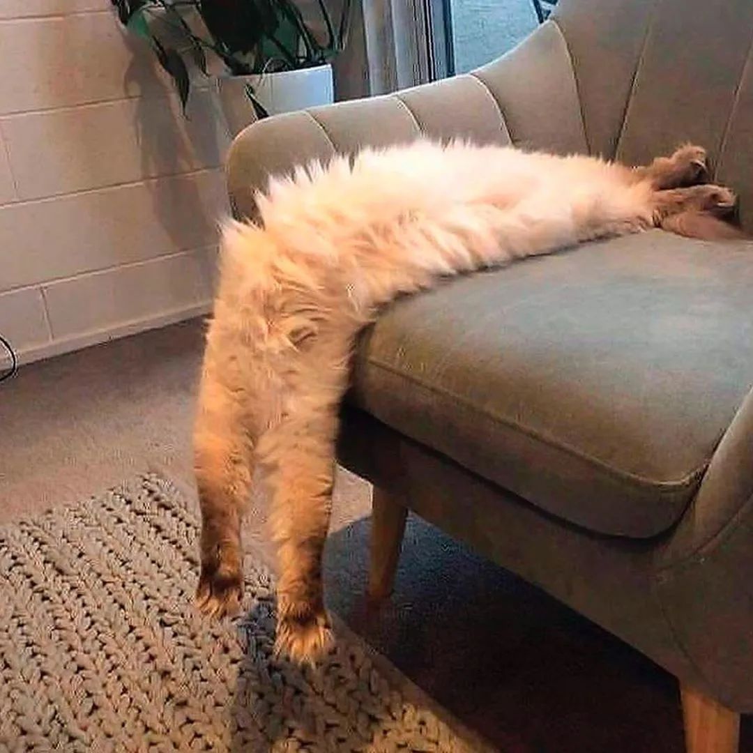 猫是一种液体吗看完长知识了,猫是液体猫咪吗