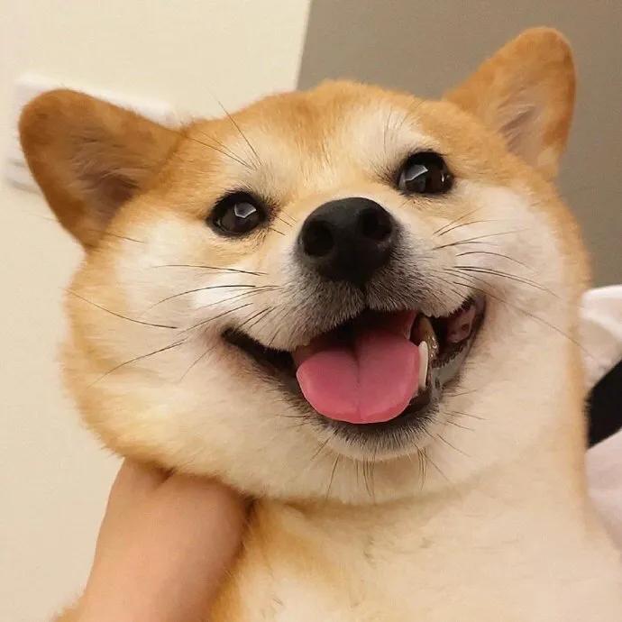 犬瘟热在家治疗,犬瘟治疗家庭用药