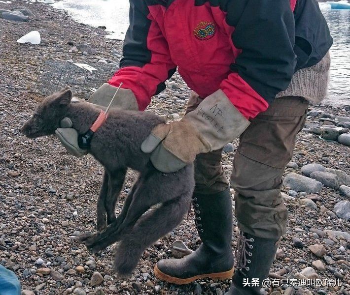 北极狐宝宝视频,一只北极狐从挪威步行到了加拿大