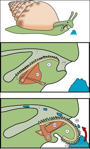 蜗牛是不是世界上牙齿最多的动物,蜗牛为什么被称为牙齿最多的动物