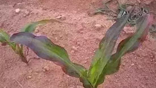 玉米发黄死苗用什么农药好,玉米苗死苗怎样防治