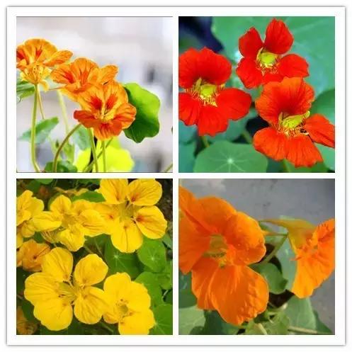 史上最全的花卉介绍，认识超过30种以上绝对是大神