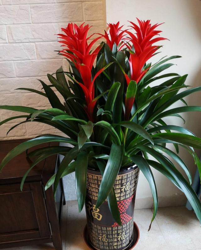 室内可以养的十大吉祥花,最好养的吉祥花有哪些