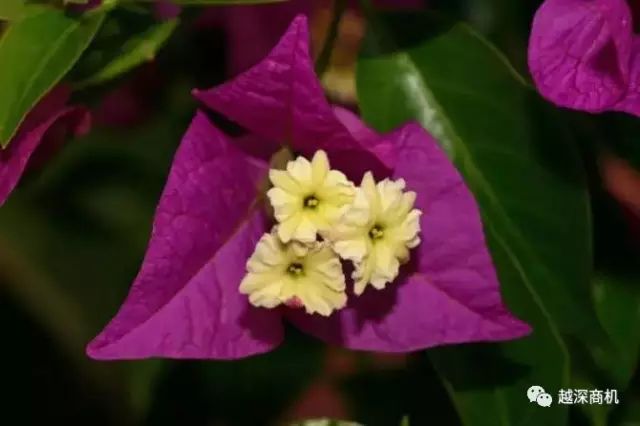 中国各大城市市花介绍,全国56市市花太美了的视频