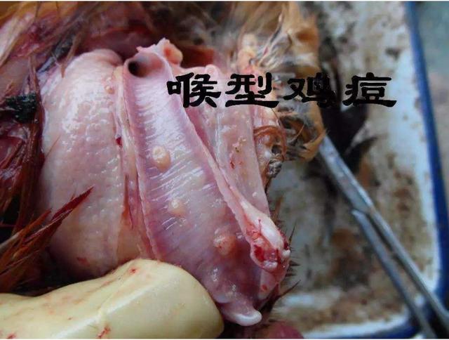 鸡痘属于什么病毒科,鸡痘病毒性