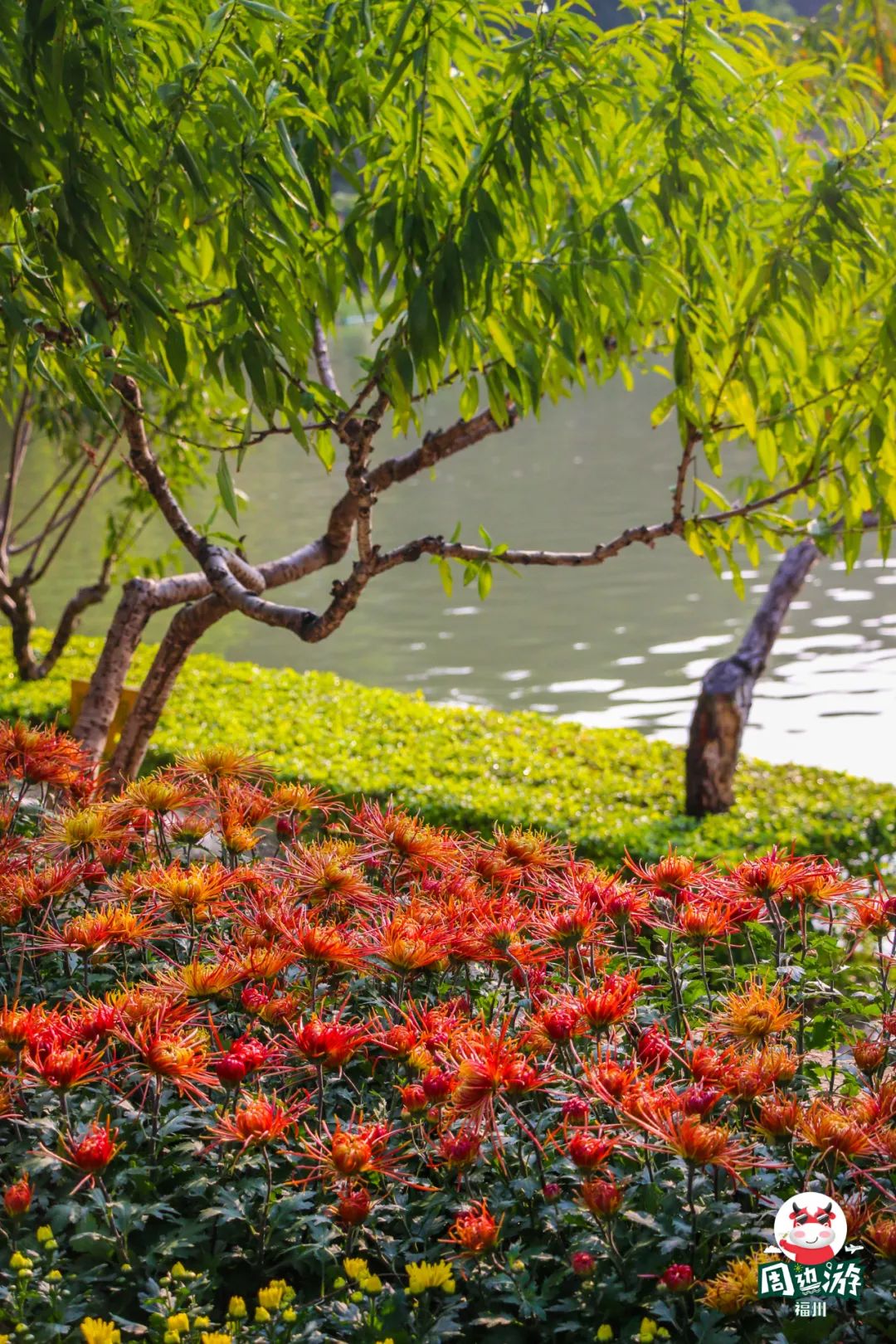 福州菊花展21年还有吗,福州西湖菊花展人山人海