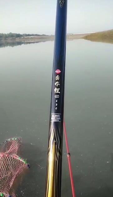 尚艺东美新秀鲤,尚艺东美秀作鲤测评