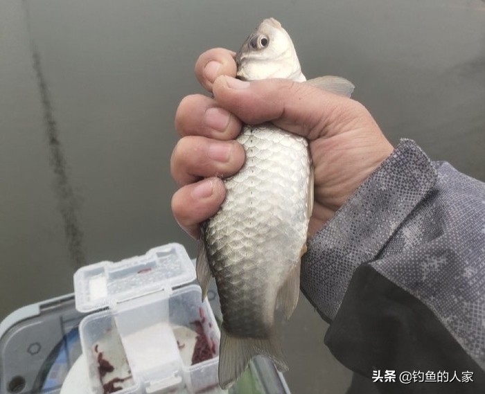 野钓收获一尾九斤大鲫鱼,野钓十多斤白条鲫鱼