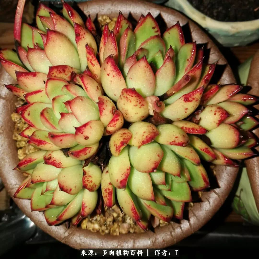 多肉还可以这样玩(上):八年养肉路剪影!