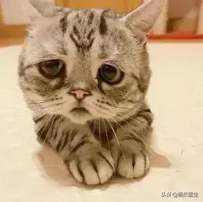 你的猫可能正在抑郁的深渊中挣扎,你家的猫会抑郁症吗