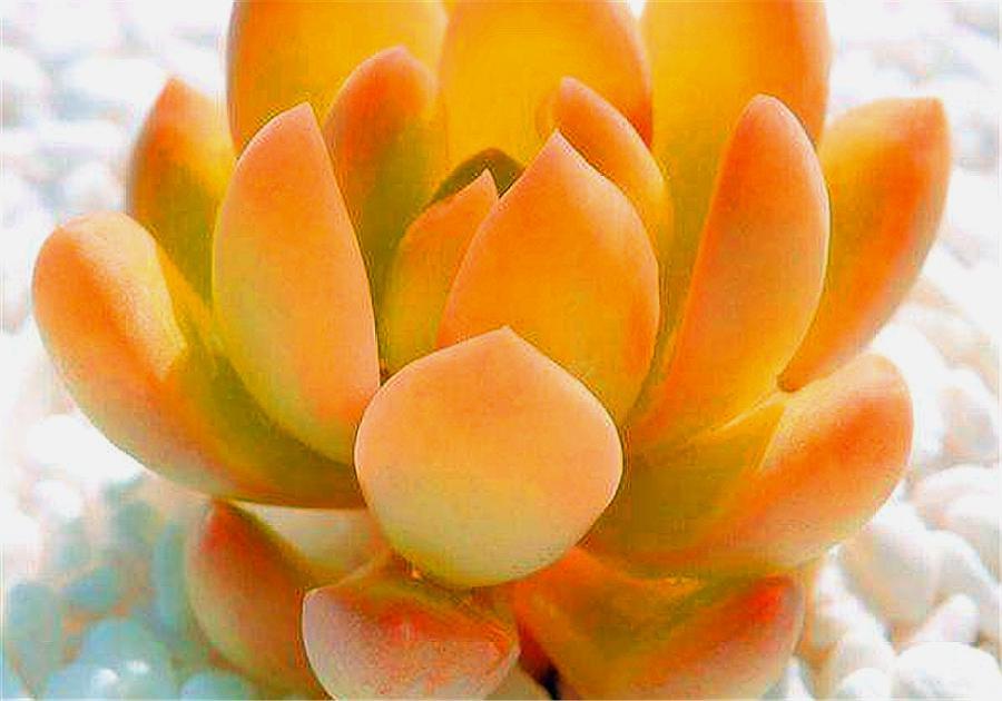 多肉黄丽的养殖方法和技巧视频,多肉黄丽的养殖方法和技巧