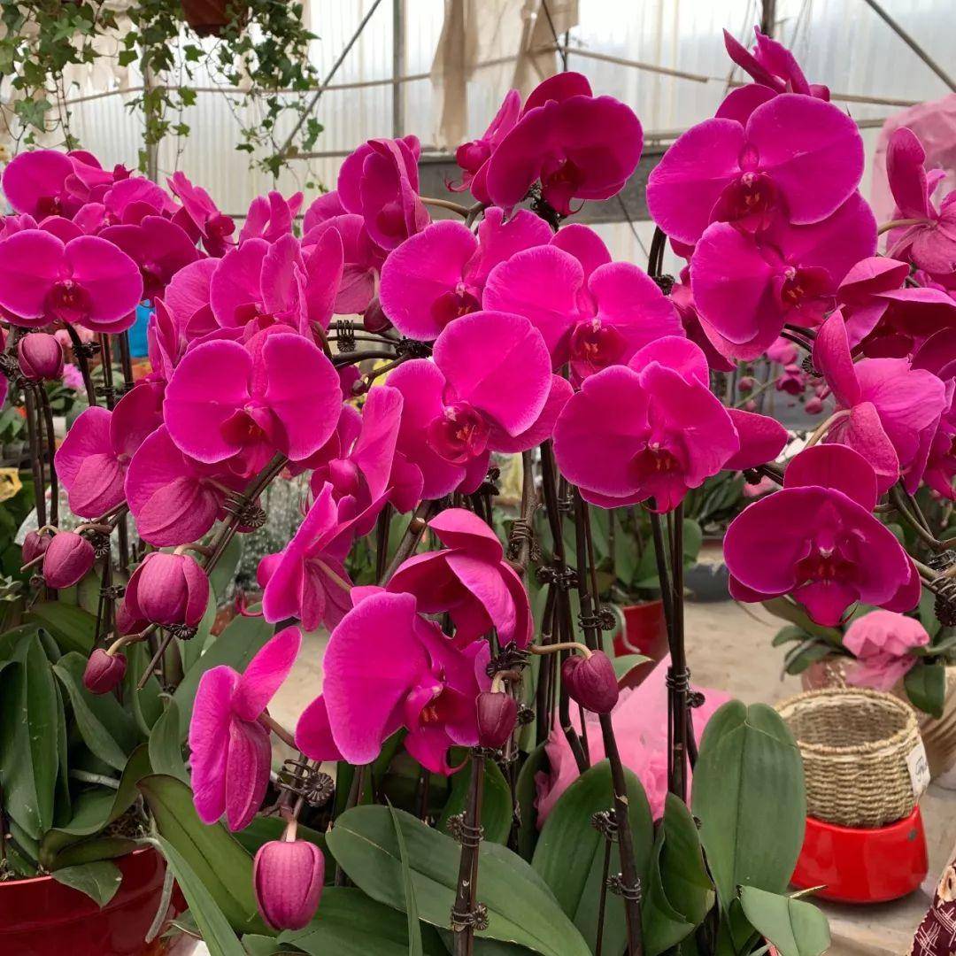 南京十大花鸟批发市场,南京最全的花卉市场