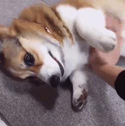 梦到喝马桶水，原来是狗半夜放屁