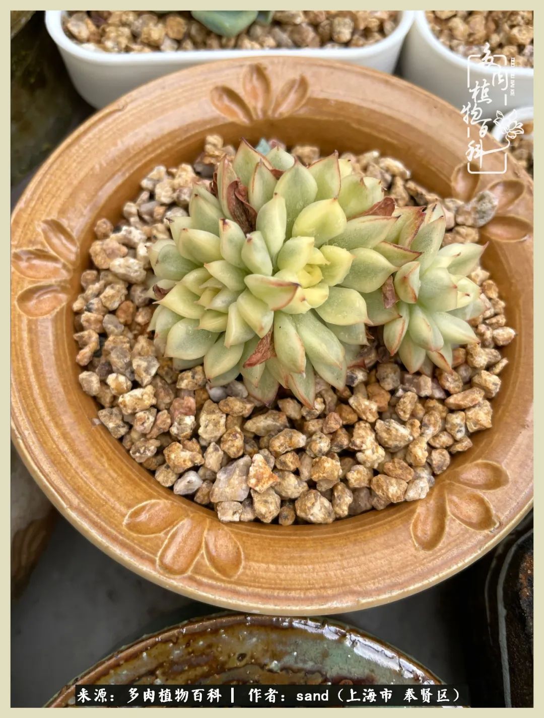 多肉垂落下去该怎么办,多肉在三伏天怎么度夏