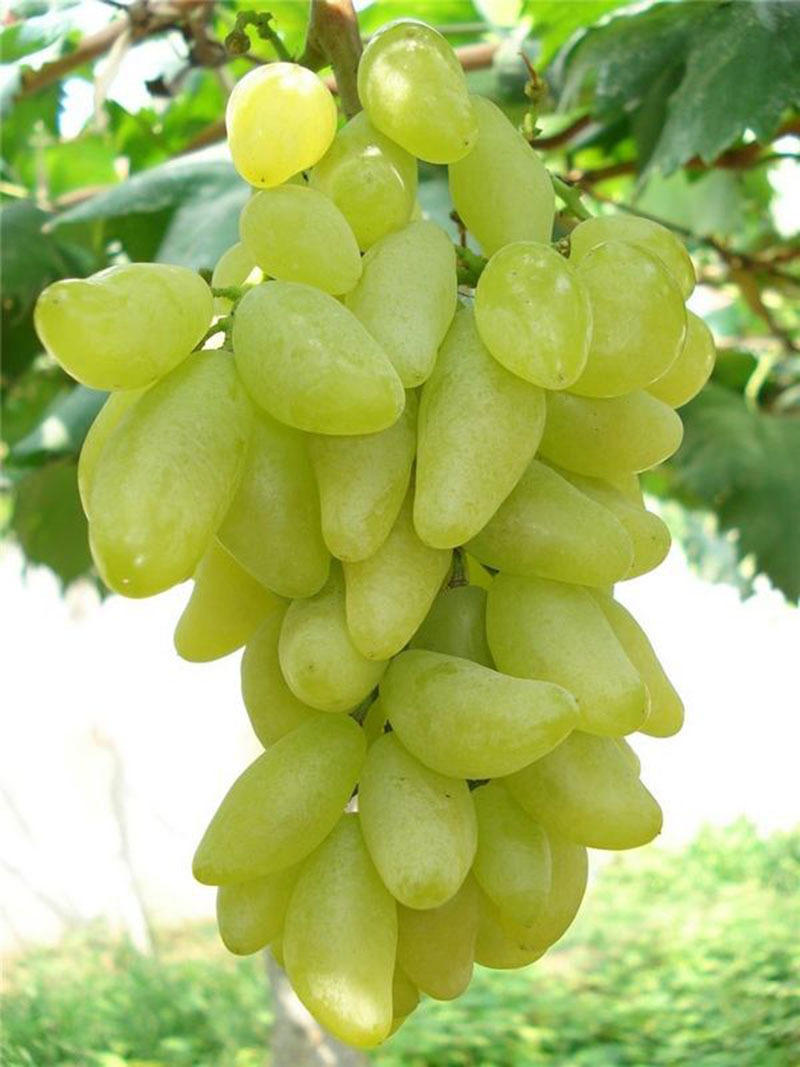 葡萄树苗发芽慢如何快一点生长,葡萄小树苗发芽的叶子怎么样呢