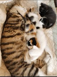 残疾猫能成为一个合格的猫妈妈吗？