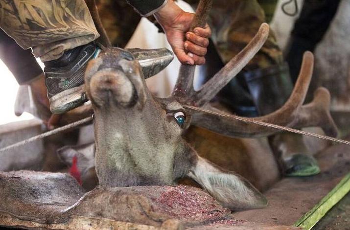 采割鹿茸时鹿会感到疼痛吗,梅花鹿不麻醉割鹿茸痛吗