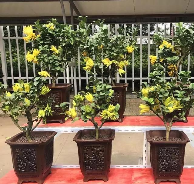 家里养佛手可以吃吗,佛手养一棵能结果吗