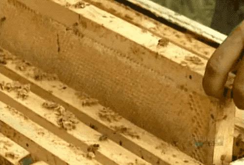 现在买到真蜂蜜真难,市面上感觉好多蜂蜜都是假的