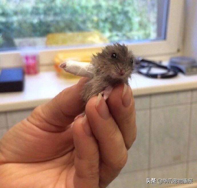 被萌化了的小动物,萌化了被宠物治愈的瞬间