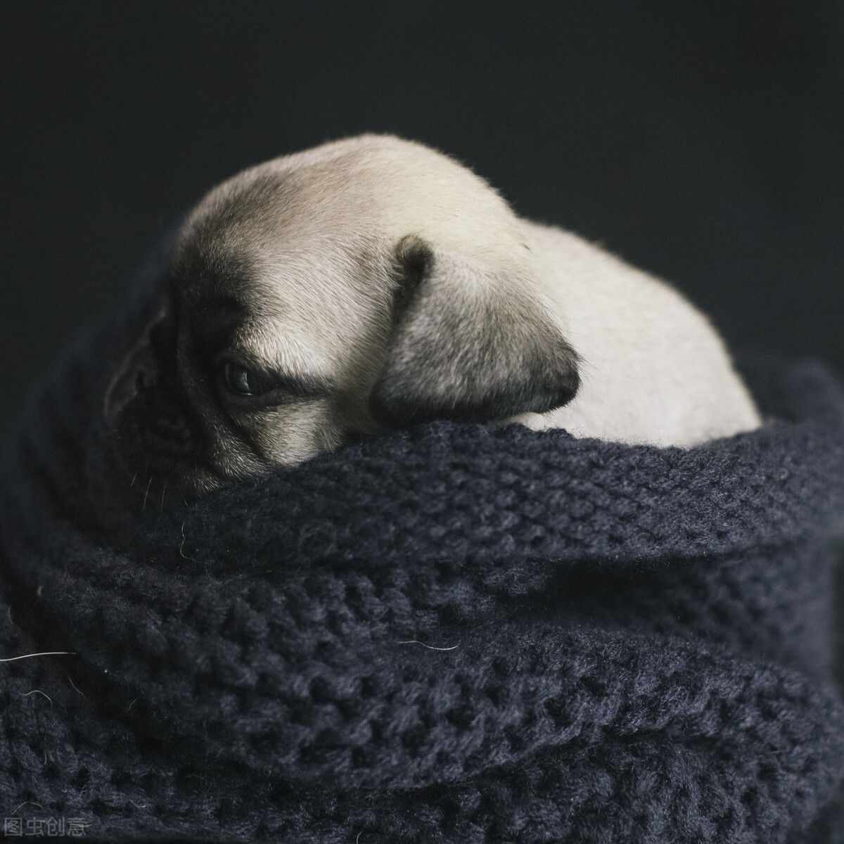 巴哥犬的饲养方法和注意事项,小型巴哥犬和中型巴哥犬的区别