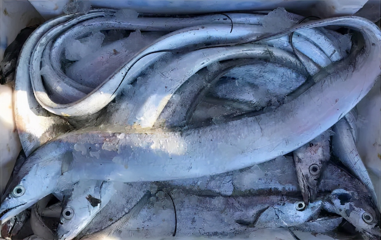 挑选带鱼的时候最好选择黄眼带鱼,选带鱼要选黄眼睛还是小眼睛