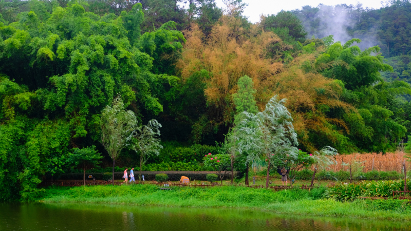云浮南山森林公园锦鸡,云浮南山森林公园航拍