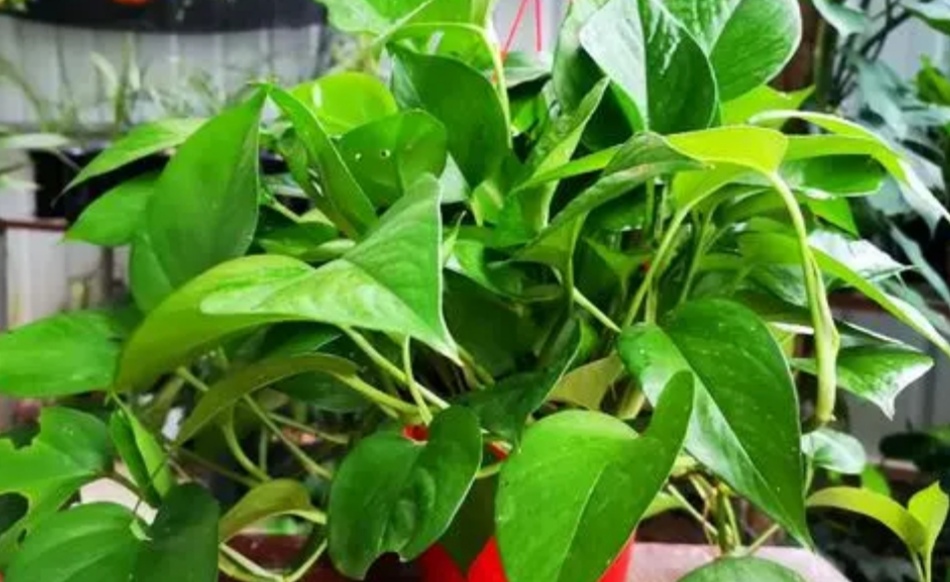 绿萝枝叶茂盛可以修剪吗,怎样养绿萝才能枝叶茂盛