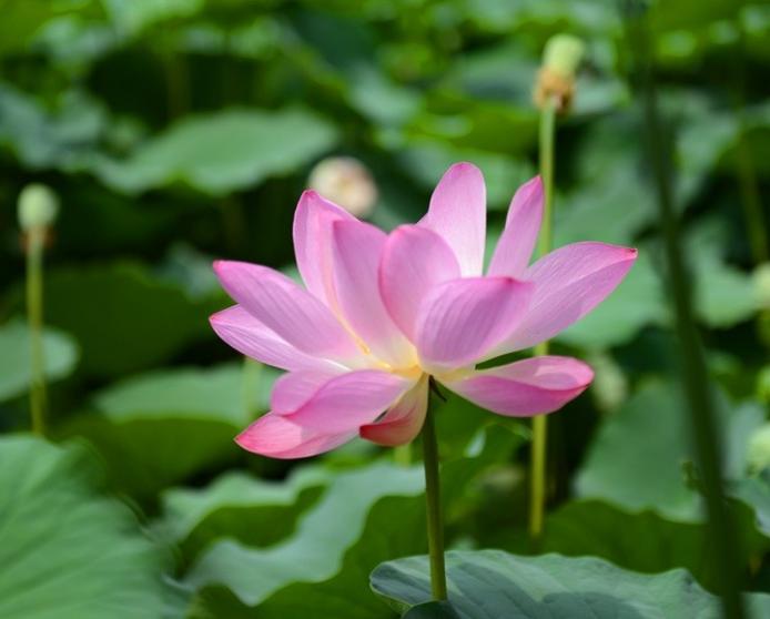 观赏荷花地方推荐河南,河南荷花特别多的地方在哪里
