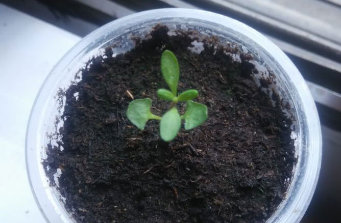 如何种薰衣草种子,什么时候种薰衣草