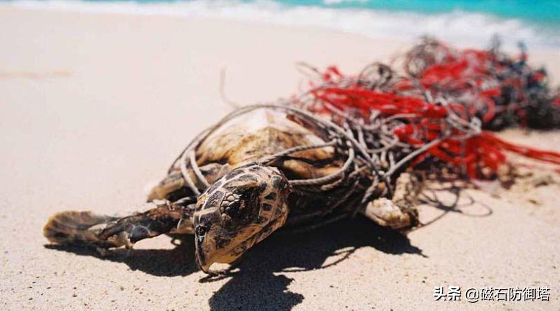 饲养箱爬虫,饲养箱乌龟