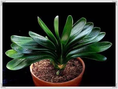 君子兰盆栽几月份换盆最好,绿植君子兰换土时间及方法