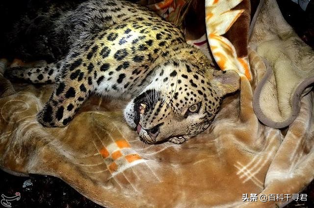 西亚现存最强大的猫科猛兽,史上最凶猛的八大猫科动物