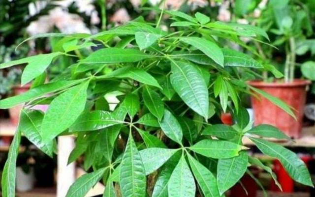 发财树7月能施什么肥,夏季发财树多久浇水更好