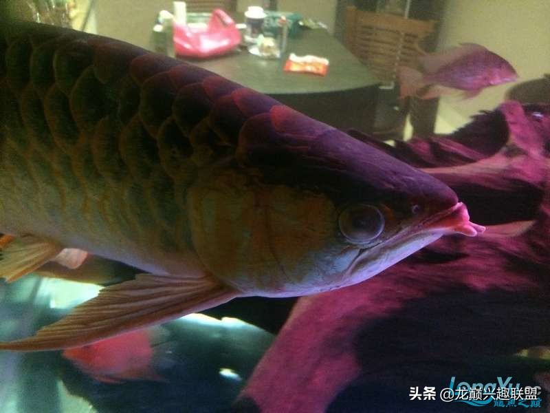 手把手教你做龙鱼最强营养秘方食谱--鲜虾牛肉狮子头,别馋哈