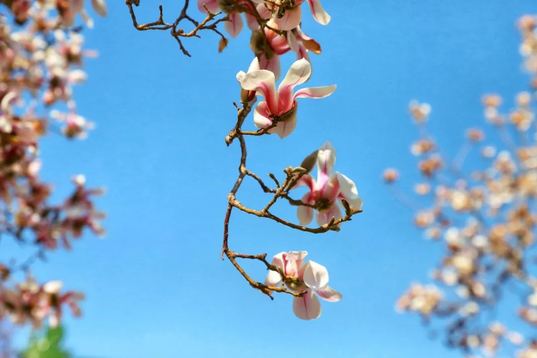 春天里最美的花儿，语文课本上的天下第一……一定要带孩子来