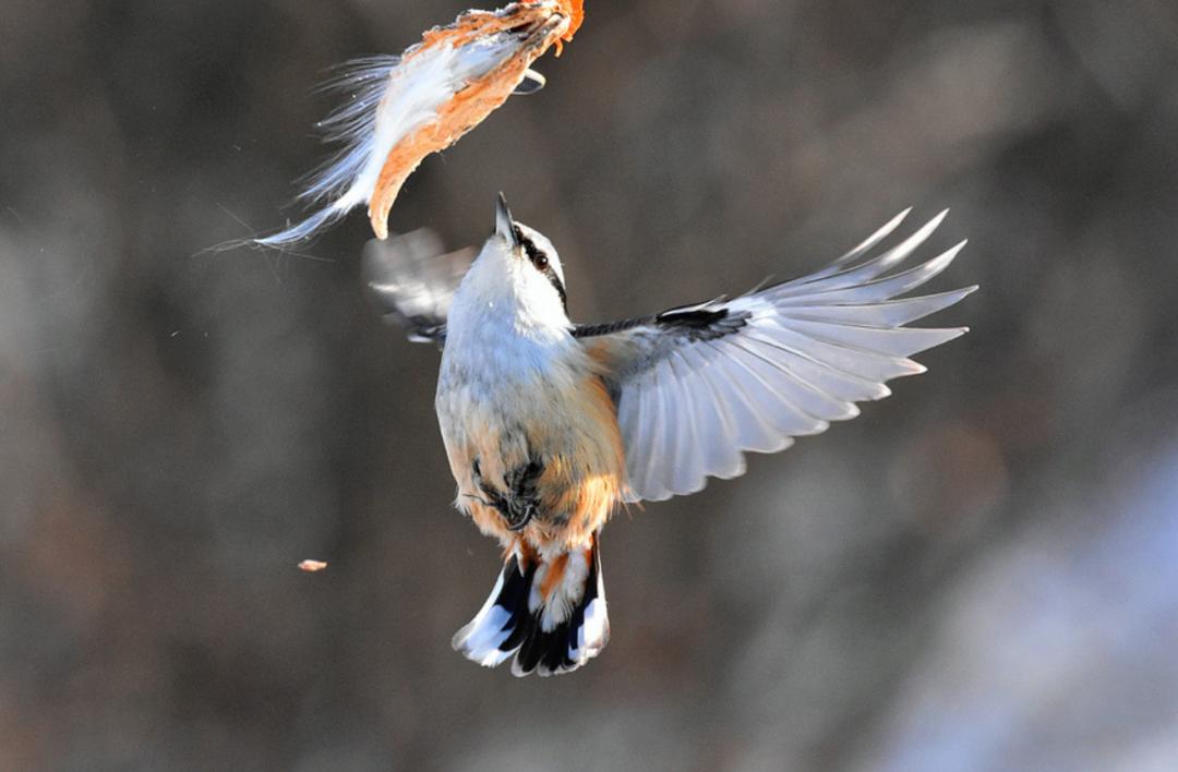 各人种之间为何不存在生殖隔离？黑种人、白种人、黄种人发展史