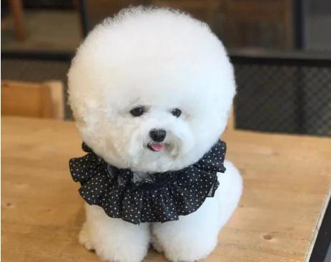 养什么狗好大型犬不咬人,家养宠物狗小型犬不咬人