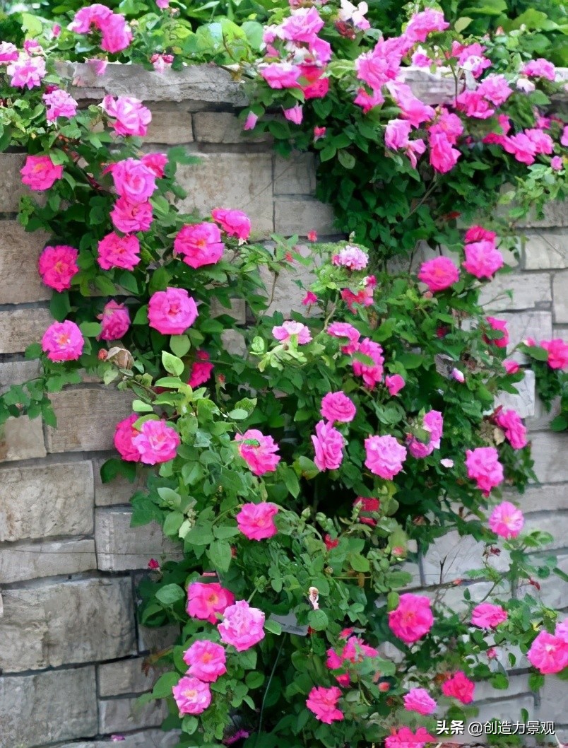 三种最旺家的爬藤植物,最好种的爬藤植物