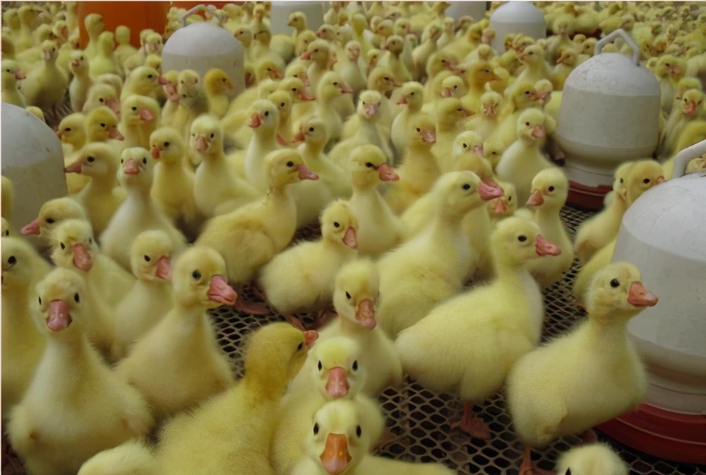 养小鹅的注意事项雏鹅痛风,如何让鹅死亡率高