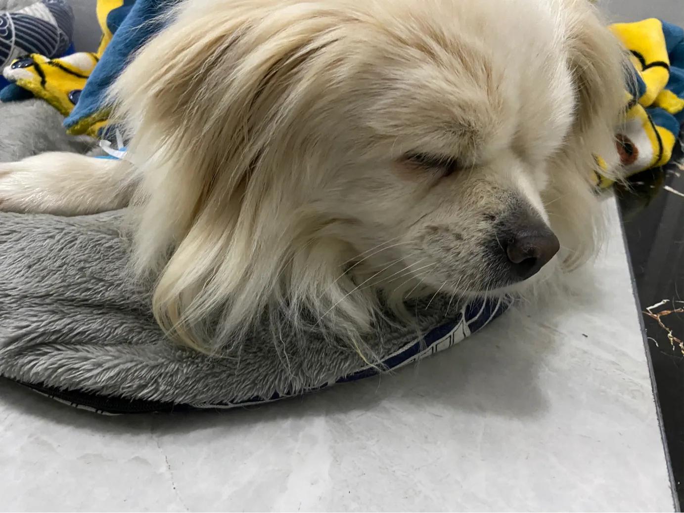 狗狗蓄脓手术需要多久,小狗得了子宫蓄脓