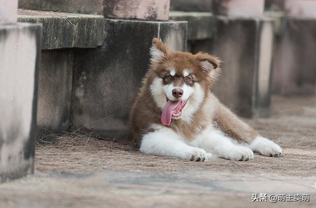 阿拉斯加犬下崽后没奶怎么回事,阿拉斯加产后吃什么