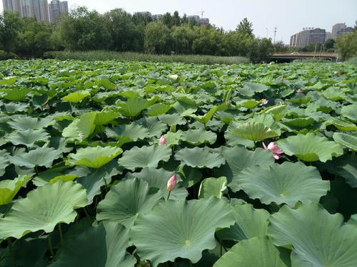 大连普兰店小众景点,大连免费的景点推荐