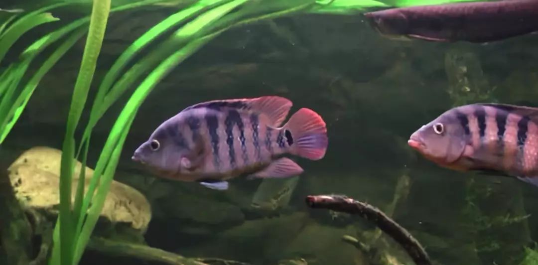 南美慈鲷,慈鲷有黑色的吗