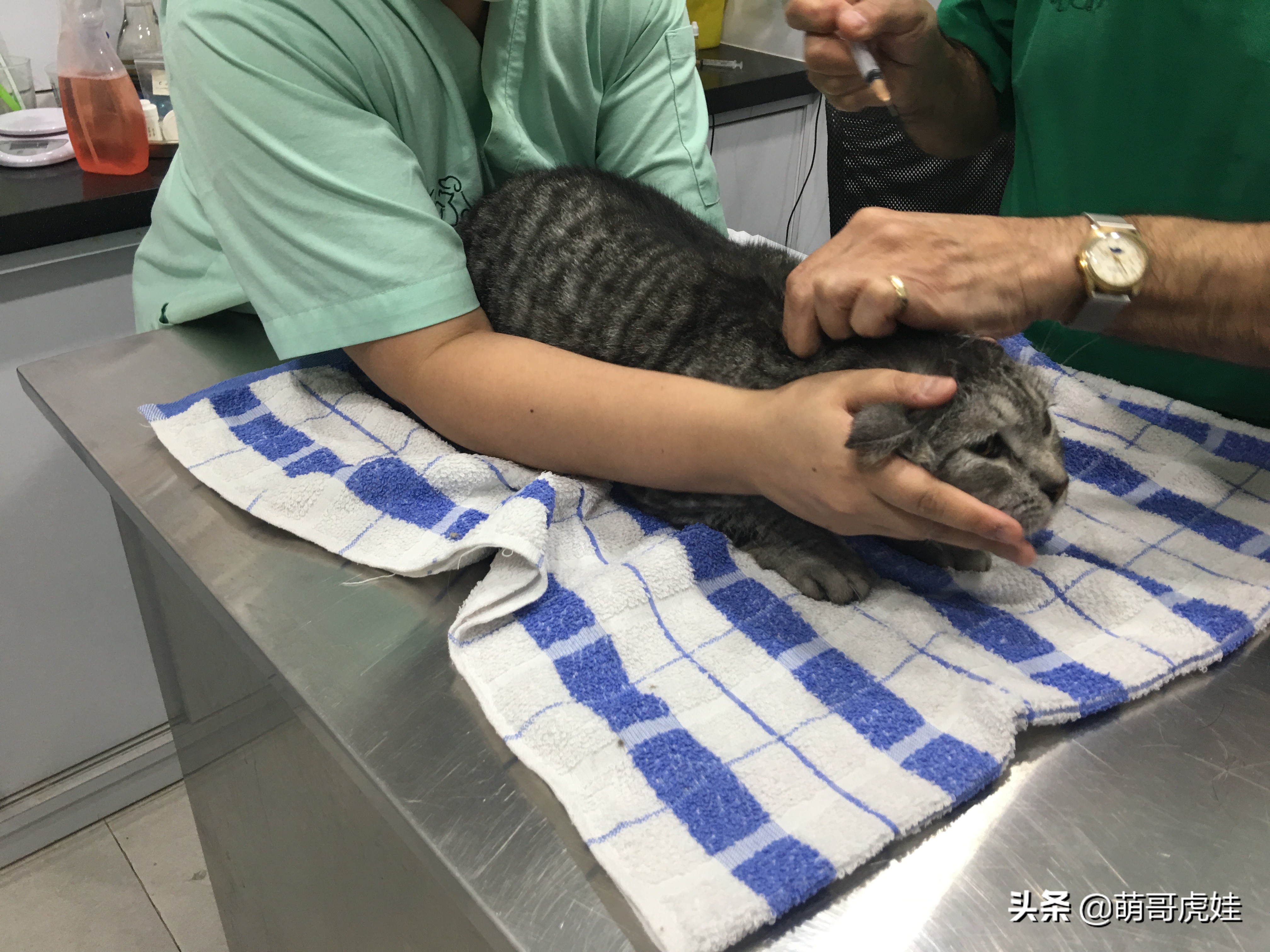 主人带大型犬狗去打针,给家里十几只猫打疫苗